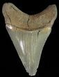 Serrated, Juvenile Megalodon Tooth #70565-1